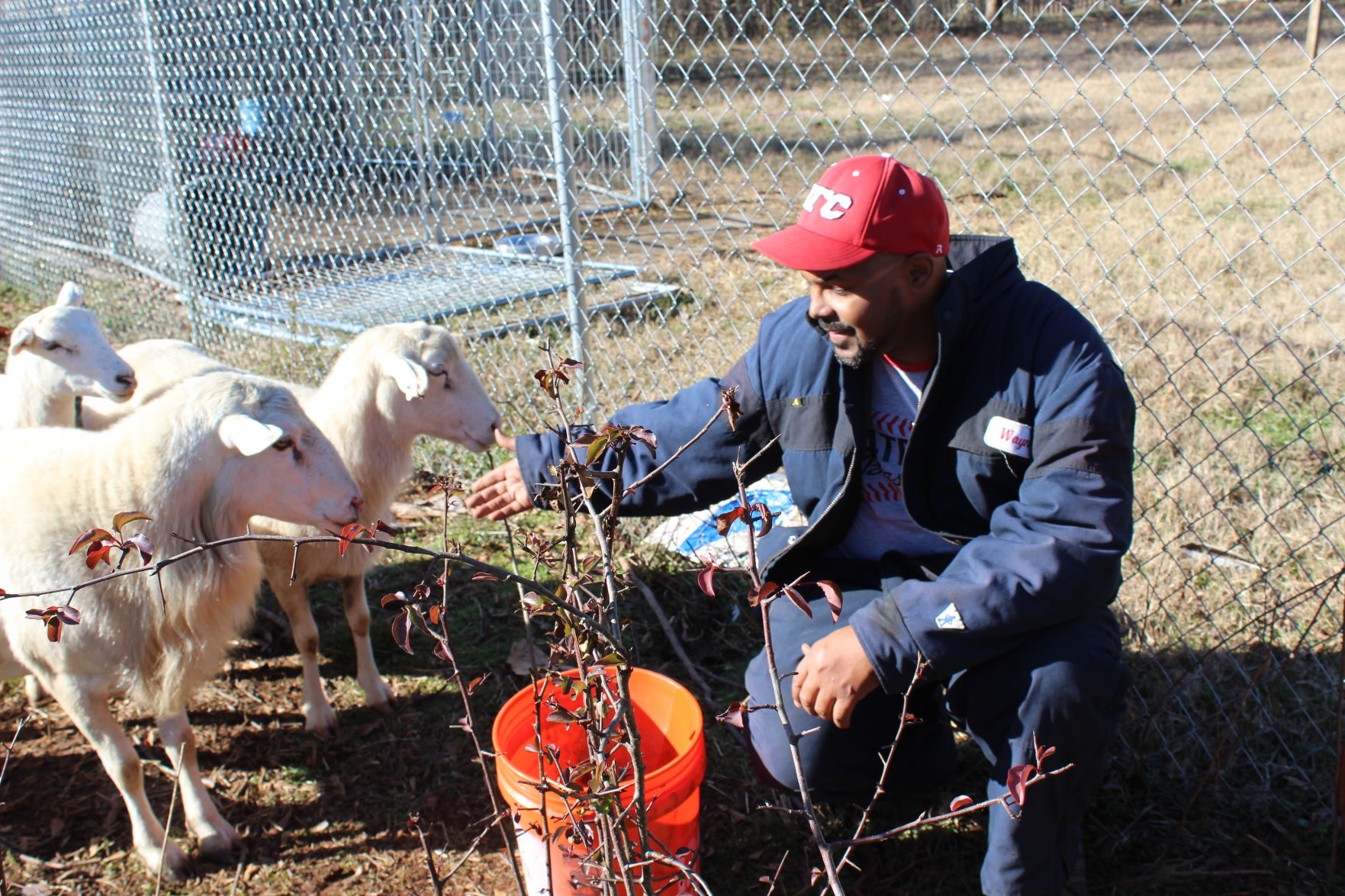 Wayne Swanson with sheep